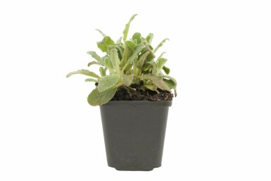 Stachys byzantina Lammöron 5-10 i kruka P9 Stachys byzantina