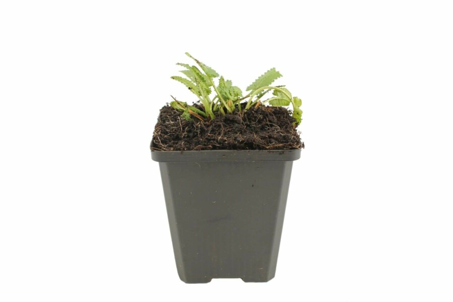 Stachys monieri 'Hummelo' Syskor 5-10 i kruka P9 Stachys monieri 'Hummelo'