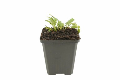 Stachys monieri 'Hummelo' Syskor 5-10 i kruka P9 Stachys monieri 'Hummelo'