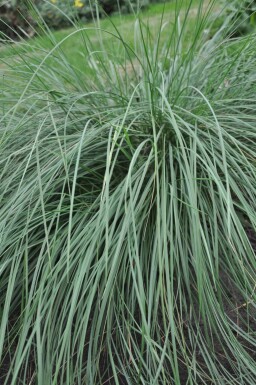 Stipa gigantea Stort fjädergräs 5-10 i kruka P9 Stipa gigantea
