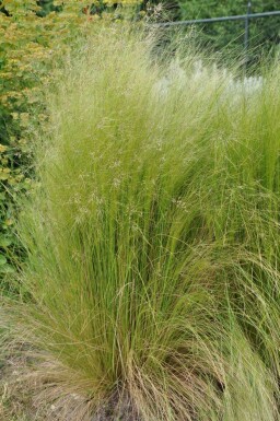 Stipa tenuissima Svansfjädergräs 5-10 i kruka P9 Stipa tenuissima