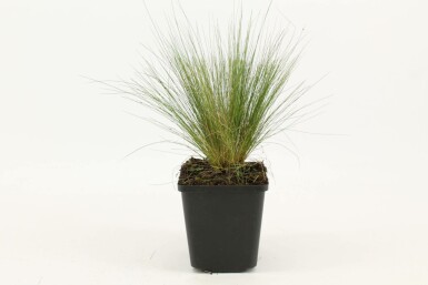 Stipa tenuissima Svansfjädergräs 5-10 i kruka P9 Stipa tenuissima