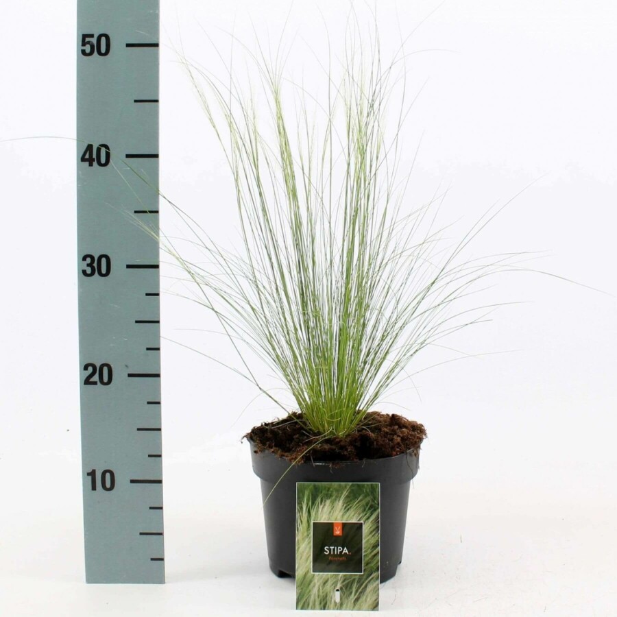 Stipa tenuissima 'Ponytails' Svansfjädergräs 10-15 i kruka C2 Stipa tenuissima 'Ponytails'