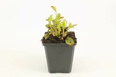 Symphytum grandiflorum Kaukasisk vallört 5-10 i kruka P9 Symphytum grandiflorum