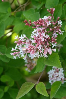 Syringa microphylla 'Superba' C12 80-100
