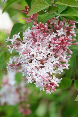 Syringa microphylla 'Superba' C12 80-100