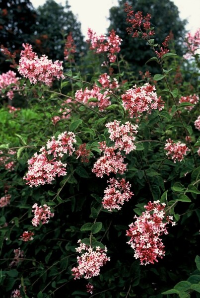 Syringa microphylla 'Superba' C3 40-50