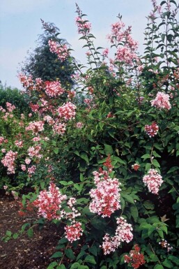 Syringa microphylla 'Superba' C3 40-50