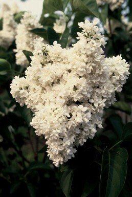 Syringa vulgaris 'Mme Lemoine' C12 80-100