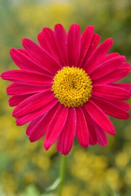 Tanacetum coccineum 'Robinson's Red' Rosenkrage 5-10 i kruka P9 Tanacetum coccineum 'Robinson's Red'