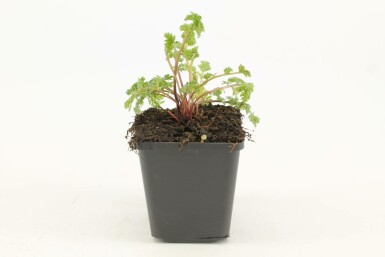 Tanacetum coccineum 'Robinson's Rose' Rosenkrage 5-10 i kruka P9 Tanacetum coccineum 'Robinson's Rose'