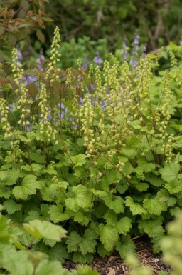 Tellima grandiflora 'Rubra' Anagrambräcka 5-10 i kruka P9 Tellima grandiflora 'Rubra'