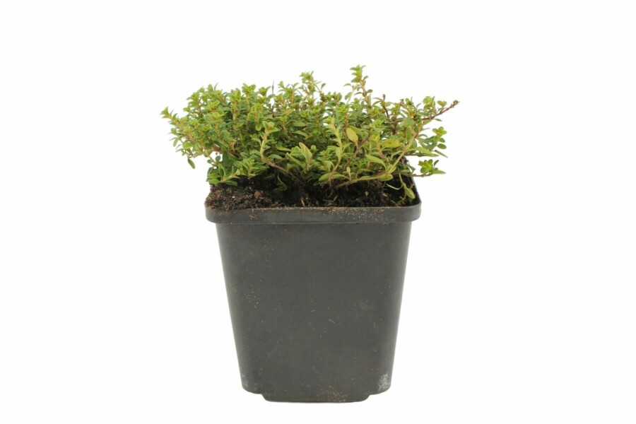 Thymus × citriodorus 'Aureus' Citrontimjan 5-10 i kruka P9 Thymus × citriodorus 'Aureus'