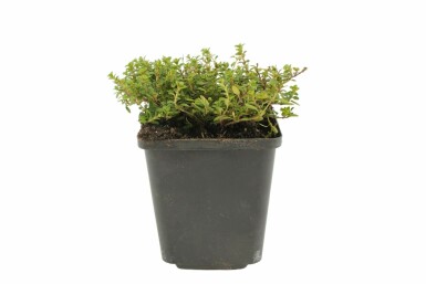 Thymus × citriodorus 'Aureus' Citrontimjan 5-10 i kruka P9 Thymus × citriodorus 'Aureus'