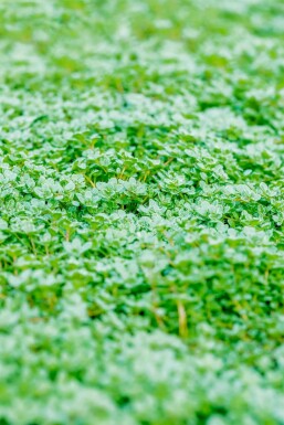 Thymus praecox 'Minor' Junitimjan 5-10 i kruka P9 Thymus praecox 'Minor'