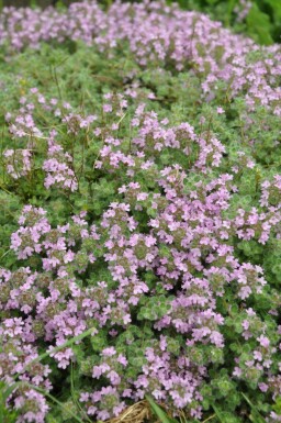 Thymus praecox 'Pseudolanuginosus' Junitimjan 5-10 i kruka P9 Thymus praecox 'Pseudolanuginosus'