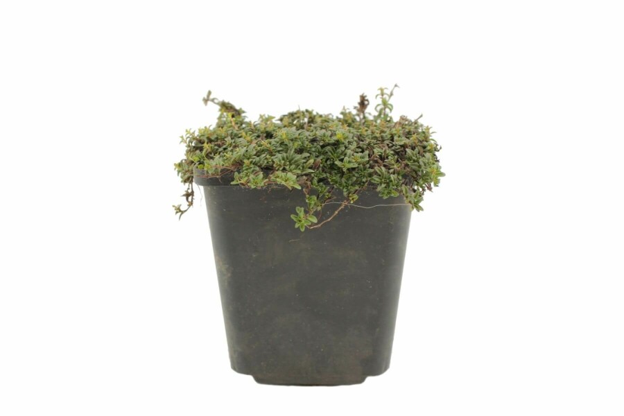 Thymus praecox 'Purple Beauty' Junitimjan 5-10 i kruka P9 Thymus praecox 'Purple Beauty'