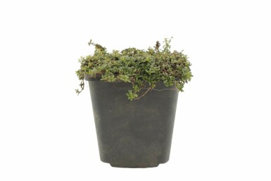 Thymus praecox 'Purple Beauty' Junitimjan 5-10 i kruka P9 Thymus praecox 'Purple Beauty'