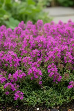 Thymus praecox 'Purple Beauty' Junitimjan 5-10 i kruka P9 Thymus praecox 'Purple Beauty'