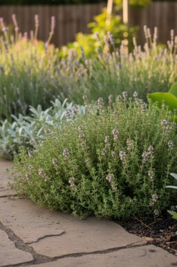 Thymus vulgaris 'Compactus' Kryddtimjan 5-10 i kruka P9 Thymus vulgaris 'Compactus'