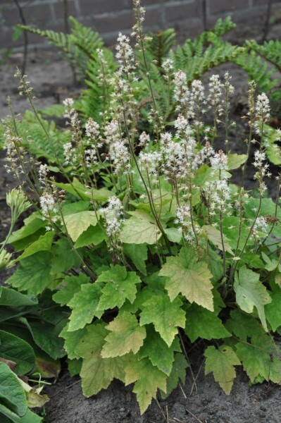 Tiarella wherryi Spetsmössor 5-10 i kruka P9 Tiarella wherryi