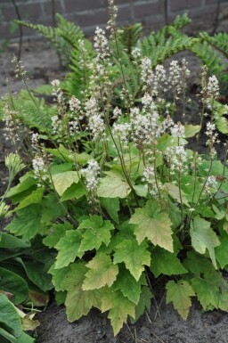 Tiarella wherryi Spetsmössor 5-10 i kruka P9 Tiarella wherryi