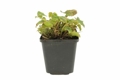 Tiarella wherryi Spetsmössor 5-10 i kruka P9 Tiarella wherryi