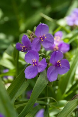 Tradescantia 'Zwanenburg Blue' BÄtblommor 5-10 i kruka P9 Tradescantia 'Zwanenburg Blue'