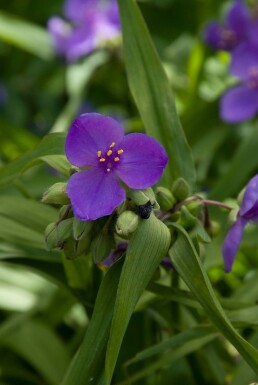 Tradescantia 'Zwanenburg Blue' BÄtblommor 5-10 i kruka P9 Tradescantia 'Zwanenburg Blue'