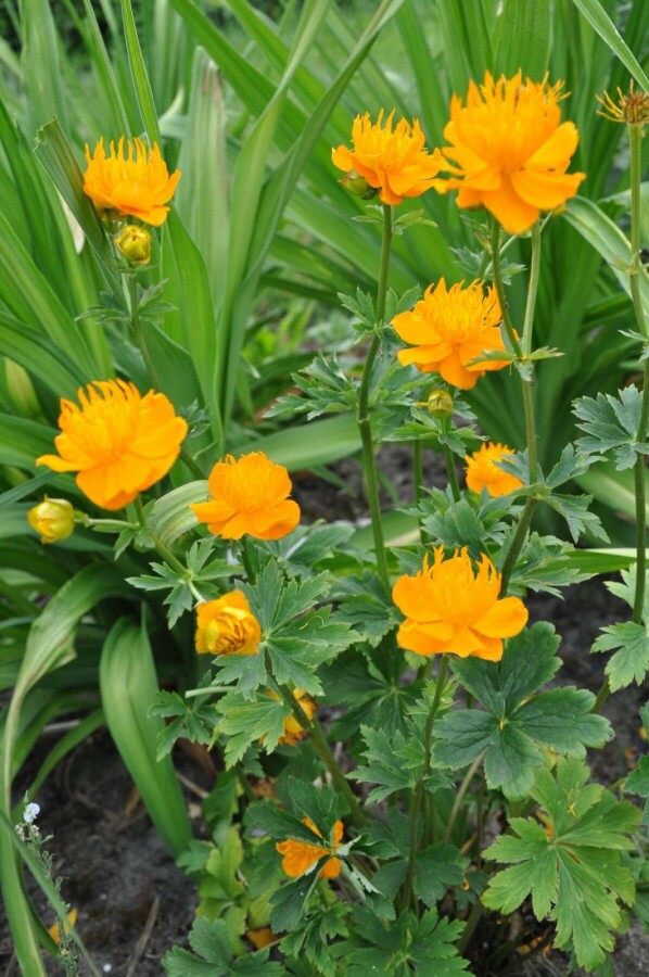 Trollius chinensis 'Golden Queen' Kinesiska smörbollar 5-10 i kruka P9 Trollius chinensis 'Golden Queen'