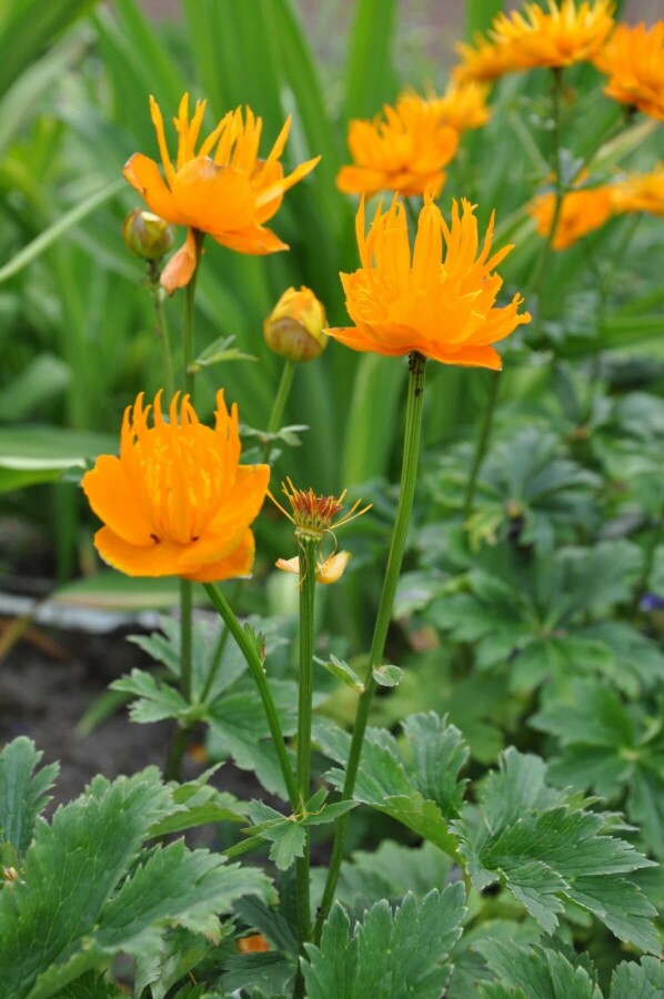 Trollius chinensis 'Golden Queen' Kinesiska smörbollar 5-10 i kruka P9 Trollius chinensis 'Golden Queen'