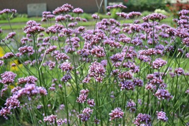 Verbena bonariensis Jätteverbena 10-15 i kruka C2 Verbena bonariensis