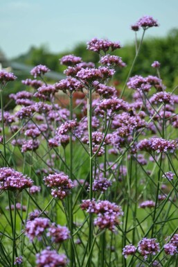 Verbena bonariensis Jätteverbena 5-10 i kruka P9 Verbena bonariensis