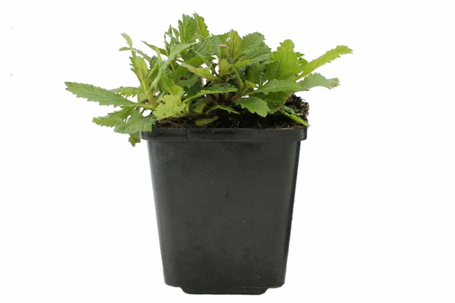 Verbena bonariensis Jätteverbena 5-10 i kruka P9 Verbena bonariensis