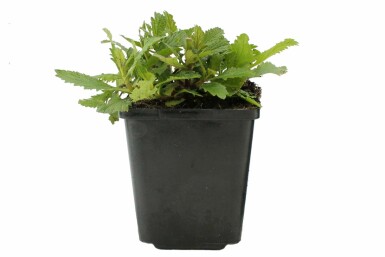 Verbena bonariensis Jätteverbena 5-10 i kruka P9 Verbena bonariensis