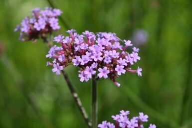Verbena bonariensis Jätteverbena 5-10 i kruka P9 Verbena bonariensis