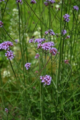 Verbena bonariensis Jätteverbena 5-10 i kruka P9 Verbena bonariensis