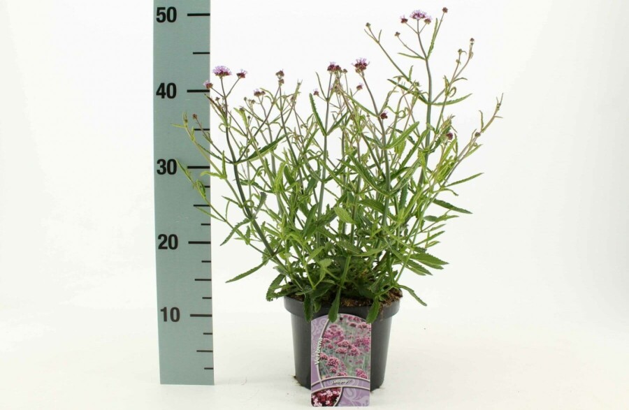 Verbena bonariensis 'Lollipop' Jätteverbena 10-15 i kruka C2 Verbena bonariensis 'Lollipop'