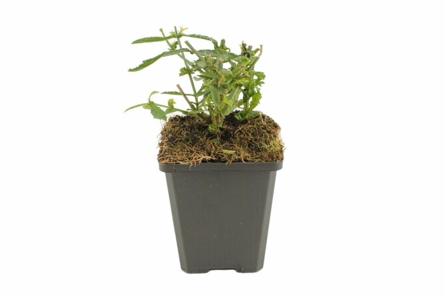 Verbena bonariensis 'Lollipop' Jätteverbena 5-10 i kruka P9 Verbena bonariensis 'Lollipop'