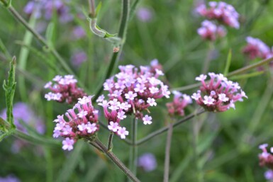 Verbena bonariensis 'Lollipop' Jätteverbena 5-10 i kruka P9 Verbena bonariensis 'Lollipop'