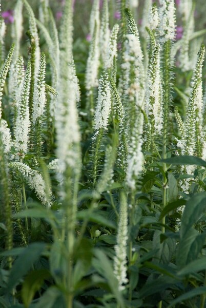 Veronica longifolia 'Schneeriesin' Strandveronika 5-10 i kruka P9 Veronica longifolia 'Schneeriesin'