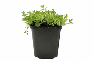 Veronica repens Krypveronika 5-10 i kruka P9 Veronica repens