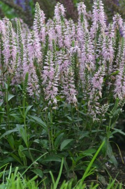 Veronica spicata 'Inspire Pink' Axveronika 5-10 i kruka P9 Veronica spicata 'Inspire Pink'