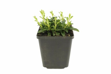 Veronica spicata 'Inspire Pink' Axveronika 5-10 i kruka P9 Veronica spicata 'Inspire Pink'