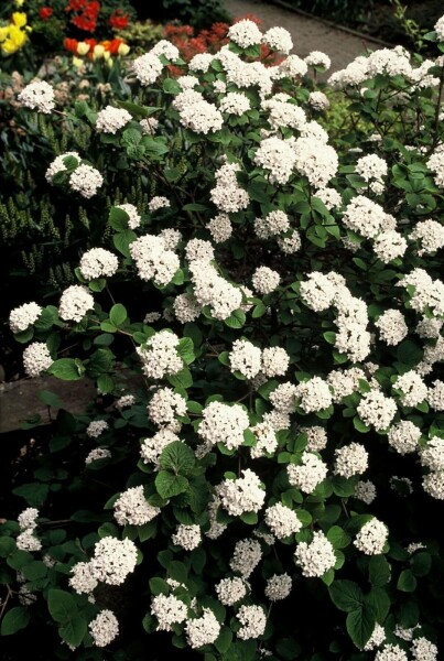 Viburnum carlesii C12 40-50