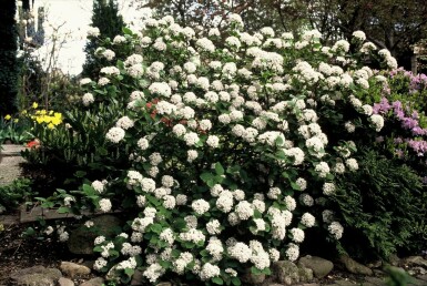 Viburnum carlesii C12 40-50