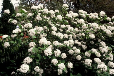 Viburnum carlesii C12 40-50