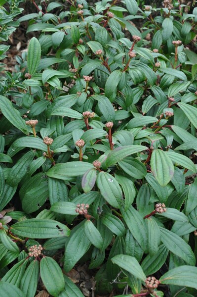 Viburnum davidii C12 40-60