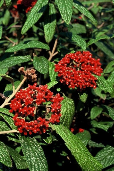 Viburnum rhytidophyllum C12 100-125