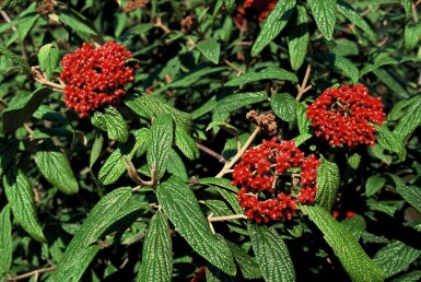 Viburnum rhytidophyllum C12 100-125
